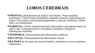 LOBOS CEREBRAIS
❖FRONTAL: planejamento de ações e movimento. Processamento
psicológico. Córtex motor (hemisfério esquerdo controla o lado direito do
corpo e vice-versa) e pré-frontal(julgamento e controle inibitório). Ultimo
lobo a ser mielinizado.
❖PARIETAL: Córtex somatossensorial, relacionado a percepções táteis, de
calor e dor. A parte posterior é secundária,interpreta e integra as
informações recebidas.
❖TEMPORAL: Processamento de informações auditivas.
❖OCCIPTAL: Processamento de informações visuais.
❖DA ÍNSULA: Faz parte do sistema límbico, relaciona-se com os aspectos
emocionais.
 