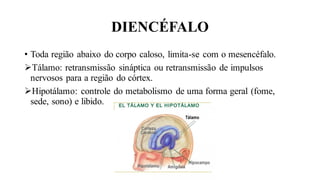 DIENCÉFALO
• Toda região abaixo do corpo caloso, limita-se com o mesencéfalo.
➢Tálamo: retransmissão sináptica ou retransmissão de impulsos
nervosos para a região do córtex.
➢Hipotálamo: controle do metabolismo de uma forma geral (fome,
sede, sono) e libido.
 