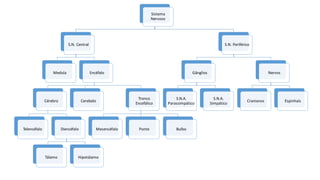 Sistema
Nervoso
S.N. Central
Medula Encéfalo
Cérebro
Telencéfalo Diencéfalo
Tálamo Hipotálamo
Cerebelo
Tronco
Encefálico
Mesencéfalo Ponte Bulbo
S.N. Periférico
Gânglios
S.N.A.
Parassimpático
S.N.A.
Simpático
Nervos
Cranianos Espinhais
 