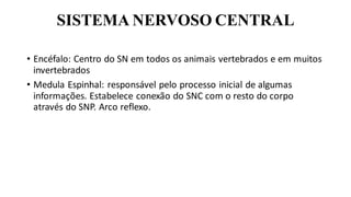 SISTEMA NERVOSO CENTRAL
• Encéfalo: Centro do SN em todos os animais vertebrados e em muitos
invertebrados
• Medula Espinhal: responsável pelo processo inicial de algumas
informações. Estabelece conexão do SNC com o resto do corpo
através do SNP. Arco reflexo.
 