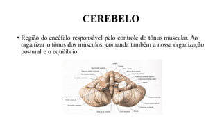 CEREBELO
• Região do encéfalo responsável pelo controle do tônus muscular. Ao
organizar o tônus dos músculos, comanda também a nossa organização
postural e o equilíbrio.
 