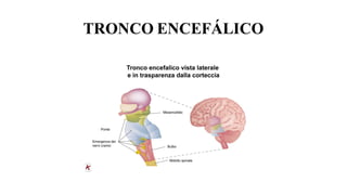 TRONCO ENCEFÁLICO
 