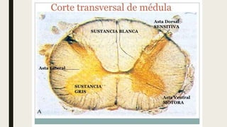 Medula Espinal