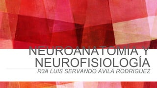 NEUROANATOMÍA Y
NEUROFISIOLOGÍA
R3A LUIS SERVANDO AVILA RODRIGUEZ
 