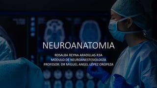 NEUROANATOMIA
ROSALBA REYNA ARADILLAS R3A
MODULO DE NEUROANESTESIOLOGÍA
PROFESOR: DR MIGUEL ANGEL LÓPEZ OROPEZA
 