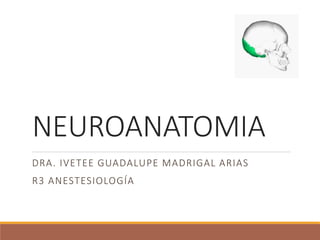 NEUROANATOMIA
DRA. IVETEE GUADALUPE MADRIGAL ARIAS
R3 ANESTESIOLOGÍA
 