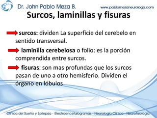 Surcos, laminillas y fisurassurcos: dividen La superficie del cerebelo en sentido transversal.laminilla cerebelosa o folio: es la porción comprendida entre surcos.fisuras: son mas profundas que los surcos pasan de uno a otro hemisferio. Dividen el órgano en lóbulos