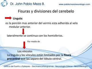 Fisuras y divisiones del cerebeloLingula: es la porción mas anterior del vermis esta adherida al velo medular anterior.lateralmente se continua con los hemisferios.Por medio deLos vínculosLa lingula y los vínculos están limitados por la fisura precentral que los separa del lóbulo central.