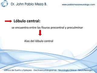    Lóbulo central:se encuentra entre las fisuras precentral y preculminarAlas del lóbulo central