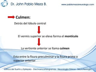 Culmen:Detrás del lóbulo centralEl vermis superior se eleva forma el montículoLa vertiente anterior se llama culmenEsta entre la fisura preculminar y la fisura prima o superior anterior