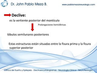 Declive:     es la vertiente posterior del montículo lóbulos semilunares posteriores    Estas estructuras están situadas entre la fisura prima y la fisura superior posteriorProlongaciones hemisféricas