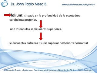folium: situado en la profundidad de la escotadura cerebelosa posterior.      une los lóbulos semilunares superiores.    Se encuentra entre las fisuras superior posterior y horizontal