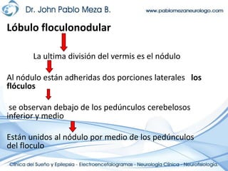 Lóbulo floculonodularLa ultima división del vermis es el nóduloAl nódulo están adheridas dos porciones laterales   los flóculos se observan debajo de los pedúnculos cerebelosos inferior y medioEstán unidos al nódulo por medio de los pedúnculos del floculo