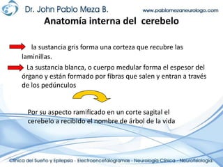 Anatomía interna del  cerebelola sustancia gris forma una corteza que recubre las laminillas.   La sustancia blanca, o cuerpo medular forma el espesor del órgano y están formado por fibras que salen y entran a través de los pedúnculosPor su aspecto ramificado en un corte sagital el cerebelo a recibido el nombre de árbol de la vida