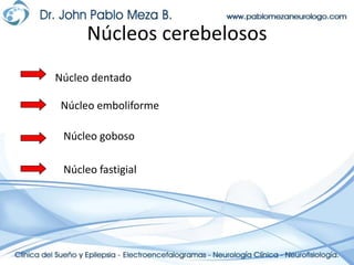 Núcleos cerebelosos Núcleo dentado Núcleo emboliformeNúcleo gobosoNúcleo fastigial