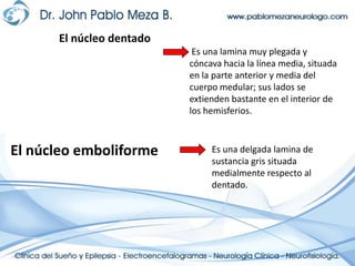 El núcleo dentado Es una lamina muy plegada y cóncava hacia la línea media, situada en la parte anterior y media del cuerpo medular; sus lados se extienden bastante en el interior de los hemisferios.El núcleo emboliformeEs una delgada lamina de sustancia gris situada medialmente respecto al dentado.