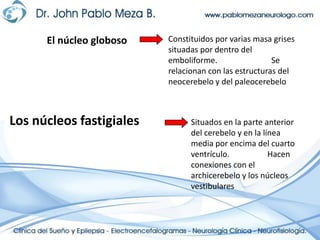 El núcleo globosoConstituidos por varias masa grises situadas por dentro del emboliforme.                           Se relacionan con las estructuras del neocerebelo y del paleocerebeloLos núcleos fastigialesSituados en la parte anterior del cerebelo y en la línea media por encima del cuarto ventrículo.                   Hacen conexiones con el archicerebelo y los núcleos vestibulares
