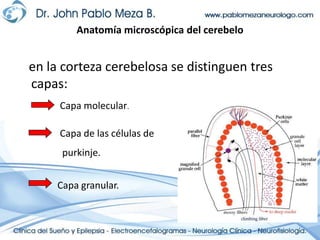 Anatomía microscópica del cerebelo   en la corteza cerebelosa se distinguen tres capas:Capa molecular.Capa de las células de purkinje.Capa granular.