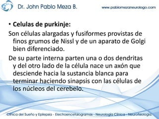Celulas de purkinje:Son células alargadas y fusiformes provistas de finos grumos de Nissl y de un aparato de Golgi bien diferenciado.De su parte interna parten una o dos dendritas y del otro lado de la célula nace un axón que desciende hacia la sustancia blanca para terminar haciendo sinapsis con las células de los núcleos del cerebelo.