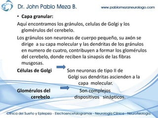 Capa granular:Aquí encontramos los gránulos, celulas de Golgi y los glomérulos del cerebelo.Los gránulos son neuronas de cuerpo pequeño, su axón se dirige  a su capa molecular y las dendritas de los gránulos en numero de cuatro, contribuyen a formar los glomérulos del cerebelo, donde reciben la sinapsis de las fibras musgosas.Células de Golgi        Son neuronas de tipo II de				     Golgi sus dendritas ascienden a la                                                             				capa  molecular.Glomérulos del 	      	 Son complejos 		cerebelo	          dispositivos   sinápticos. 