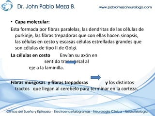 Capa molecular:Esta formada por fibras paralelas, las dendritas de las células de purkinje, las fibras trepadoras que con ellas hacen sinapsis, las células en cesto y escasas células estrelladas grandes que son células de tipo II de Golgi.La células en cesto	    Envían su axón en 					    sentido transversal al				    eje a la laminilla.Fibras musgosas  y fibras trepadoras               y los distintos tractos   que llegan al cerebelo para terminar en la corteza.