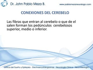 CONEXIONES DEL CEREBELOLas fibras que entran al cerebelo o que de el salen forman los pedúnculos  cerebelosos superior, medio o inferior.