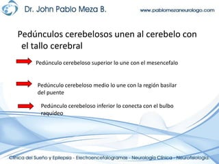   Pedúnculos cerebelosos unen al cerebelo con el tallo cerebralPedúnculo cerebeloso superior lo une con el mesencefaloPedúnculo cerebeloso medio lo une con la región basilar del puentePedúnculo cerebeloso inferior lo conecta con el bulbo raquídeo