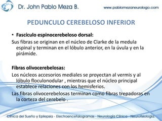 PEDUNCULO CEREBELOSO INFERIORFascículo espinocerebeloso dorsal:Sus fibras se originan en el núcleo de Clarke de la medula espinal y terminan en el lóbulo anterior, en la úvula y en la pirámide.Fibras olivocerebelosas:Los núcleos accesorios mediales se proyectan al vermis y al lóbulo floculonodular , mientras que el núcleo principal establece relaciones con los hemisferios.Las fibras olivocerebelosas terminan como fibras trepadoras en la corteza del cerebelo .