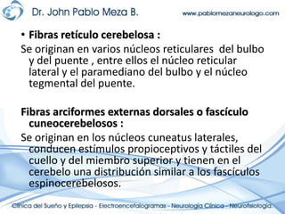 Fibras retículo cerebelosa :Se originan en varios núcleos reticulares  del bulbo y del puente , entre ellos el núcleo reticular lateral y el paramediano del bulbo y el núcleo tegmental del puente.Fibras arciformes externas dorsales o fascículo cuneocerebelosos :Se originan en los núcleos cuneatus laterales, conducen estímulos propioceptivos y táctiles del cuello y del miembro superior y tienen en el cerebelo una distribución similar a los fascículos espinocerebelosos.