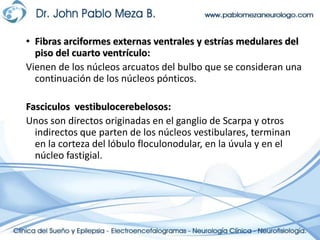 Fibras arciformes externas ventrales y estrías medulares del piso del cuarto ventrículo:Vienen de los núcleos arcuatos del bulbo que se consideran una continuación de los núcleos pónticos.Fasciculosvestibulocerebelosos:Unos son directos originadas en el ganglio de Scarpa y otros indirectos que parten de los núcleos vestibulares, terminan en la corteza del lóbulo floculonodular, en la úvula y en el núcleo fastigial.