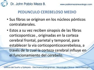 Sus fibras se originan en los núcleos pónticos contralaterales.Estos a su vez reciben sinapsis de las fibras corticoponticas , originadas en la corteza cerebral frontal, parietal y temporal, para establecer la viacorticoponticocerebelosa, a través de la cual la corteza cerebral influye en el funcionamiento del cerebelo.PEDUNCULO CEREBELOSO MEDIO