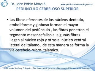 Las fibras eferentes de los núcleos dentado, emboliforme y globoso forman el mayor volumen del pedúnculo , las fibras penetran el tegmento mesencefalico a  algunas fibras llegan al núcleo rojo y otras al núcleo ventral lateral del tálamo , de esta manera se forma la vía cerebelo-rubro- talamico.PEDUNCULO CERBELOSO SUPERIOR