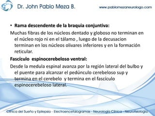 Rama descendente de la braquia conjuntiva:Muchas fibras de los núcleos dentado y globoso no terminan en el núcleo rojo ni en el tálamo , luego de la decusacion terminan en los núcleos olivares inferiores y en la formación reticular.Fascículo  espinocerebeloso ventral:Desde la medula espinal avanza por la región lateral del bulbo y el puente para alcanzar el pedúnculo cerebelososup y termina en el cerebelo  y termina en el fascículo espinocerebeloso lateral.