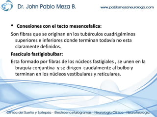 Conexiones con el tectomesencefalica:Son fibras que se originan en los tubérculos cuadrigéminossuperiores e inferiores donde terminan todavía no esta claramente definidos.Fascículo fastigiobulbar:Esta formado por fibras de los núcleos fastigiales , se unen en la braquia conjuntiva  y se dirigen  caudalmente al bulbo y terminan en los núcleos vestibulares y reticulares.