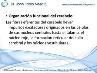 Organización funcional del cerebelo:Las fibras eferentes del cerebelo llevan impulsos excitadores originados en las células de sus núcleos centrales hasta el tálamo, el núcleo rojo, la formación reticular del tallo cerebral y los núcleos vestibulares.