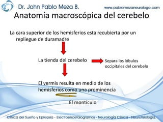 Anatomía macroscópica del cerebeloLa cara superior de los hemisferios esta recubierta por un repliegue de duramadreLa tienda del cerebeloSepara los lóbulos occipitales del cerebeloEl vermis resulta en medio de los hemisferios como una prominenciaEl montículo