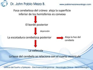 Fosa cerebelosa del cráneo  aloja la superficie inferior de los hemisferios es convexaEl borde posteriordepresiónLa escotadura cerebelosa posteriorAloja la hoz del cerebeloLa valleculaLa base del cerebelo se relaciona con el cuarto ventrículo