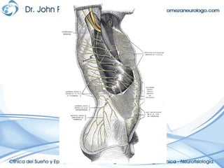 Plexos Neuroanatomia anatomia plexos | PPTX