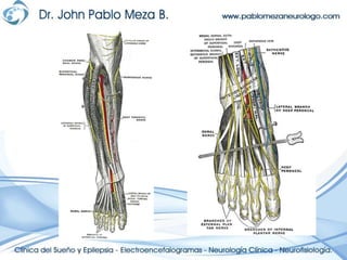Neuroanatomia   anatomia plexos