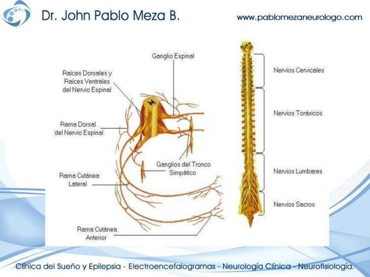 Neuroanatomia anatomia plexos