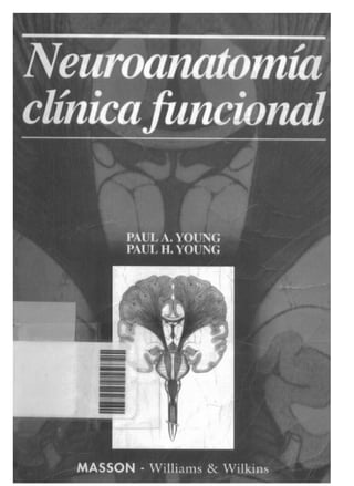Neuroanatomia clinica-paul-young