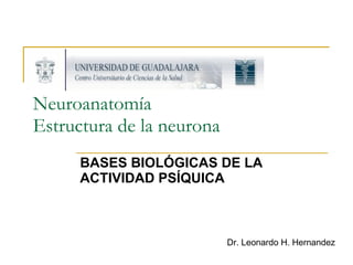 Neuroanatomía Estructura de la neurona BASES BIOLÓGICAS DE LA ACTIVIDAD PSÍQUICA Dr. Leonardo H. Hernandez 