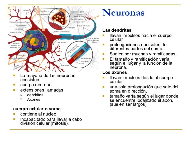 Estructura de la neurona