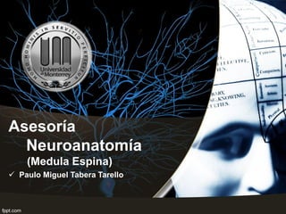 Asesoría
  Neuroanatomía
    (Medula Espina)
 Paulo Miguel Tabera Tarello
 