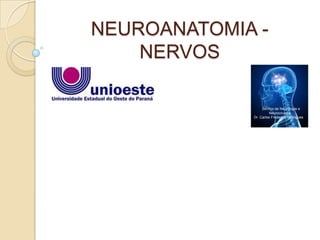 NEUROANATOMIA -
    NERVOS

                 SServiço de Neurologia e
                       Neurocirurgia
             Dr. Carlos Frederico Rodrigues
 