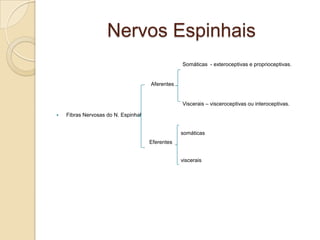 Nervos Espinhais
                                                 Somáticas - exteroceptivas e proprioceptivas.


                                     Aferentes


                                                 Viscerais – visceroceptivas ou interoceptivas.

   Fibras Nervosas do N. Espinhal


                                                 somáticas
                                     Eferentes


                                                 viscerais
 