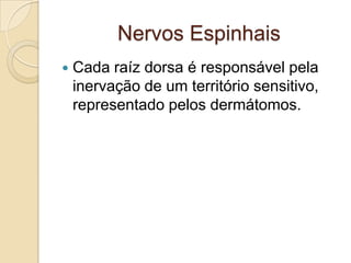 Nervos Espinhais
   Cada raíz dorsa é responsável pela
    inervação de um território sensitivo,
    representado pelos dermátomos.
 