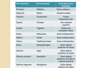 Par Craniano      Denominação          Emergência do
                                         Encéfalo
Primeiro          Olfatório          Bulbo olfatório
Segundo           Óptico             Quiasma óptico
Terceiro          Óculomotor                Fossa
                                       Interpeduncular
Quarto            Troclear               Véu medular
                                           superior
Quinto            Trigêmio               Pedúnculo
                                       cerebelar médio
Sexto             Abducente          Sulco bulbopontino
Sétimo            Facial             Sulco bulbopontino
Oitavo            Vestibulococlear   Sulco bulbopontino
Nono              Glossofaríngeo        Sulco lateral
                                      posterior do bulbo
Décimo            Vago                  Sulco lateral
                                      posterior do bulbo
Décimo primeiro   Acessório             Sulco lateral
                                     posterior do bulbo e
                                      medula espinhal
Décimo segundo    Hipoglosso            Sulco lateral
                                      anterior do bulbo
 