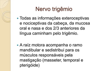 Nervo trigêmio
   Todas as informações exteroceptivas
    e nociceptivas da cabeça, da mucosa
    oral e nasa e dos 2/3 anteriores da
    língua caminham pelo trigêmio.

   A raíz motora acompanha o ramo
    mandibular e sedistribui para os
    músculos responsáveis pela
    mastigação (masseter, temporal e
    pterigóide)
 