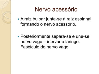 Nervo acessório
   A raiz bulbar junta-se à raiz espinhal
    formando o nervo acessório.

   Posteriormente separa-se e une-se
    nervo vago – inervar a laringe.
    Fascículo do nervo vago.
 